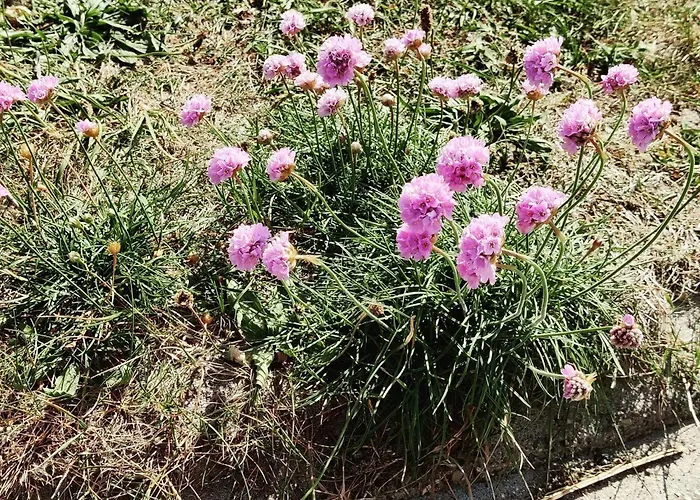 16 Person In Ulfborg